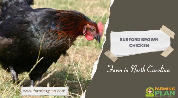 Burford Brown Chicken