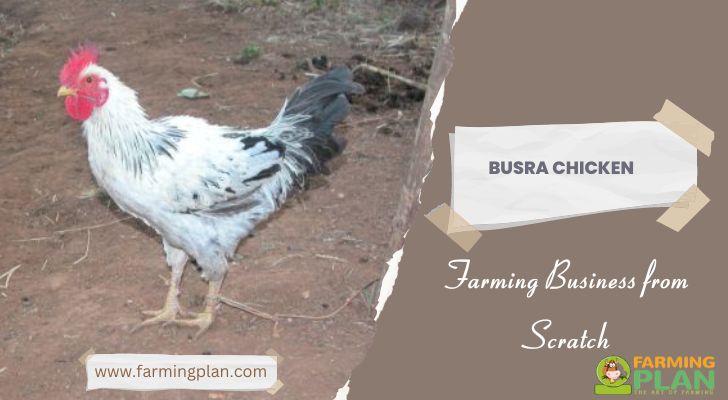 Busra Chicken