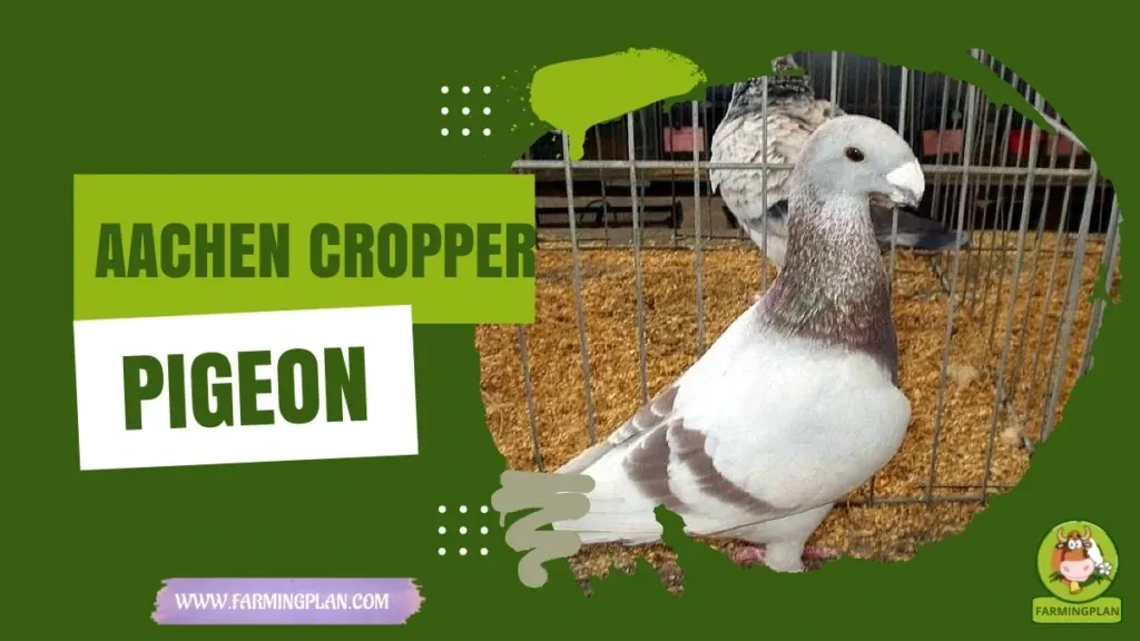 Aachen Cropper Pigeon characteristics, agricultural utility and breed care guide