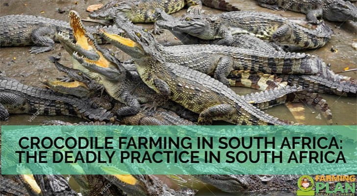 Crocodile Farming in South Africa