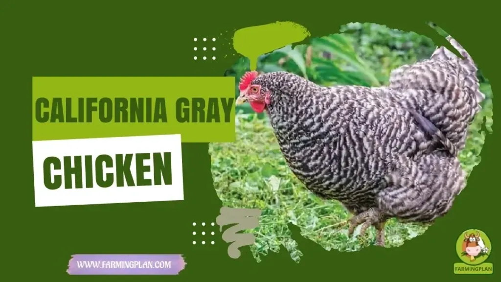 California Gray Chicken - Farming & Breed Profile California Gray Chicken