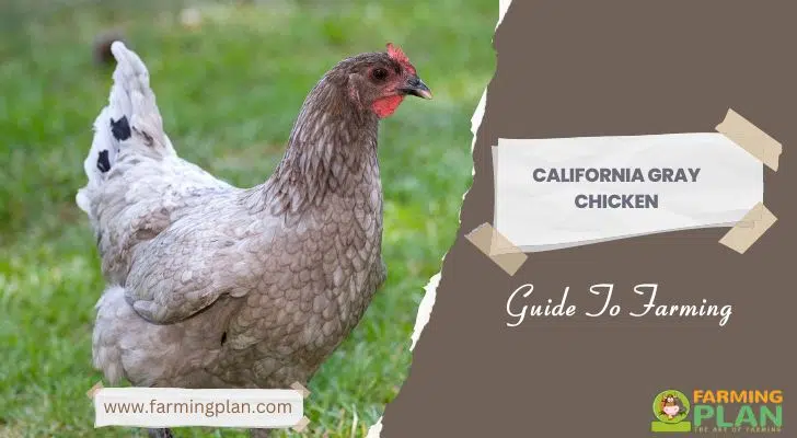 California Gray Chicken