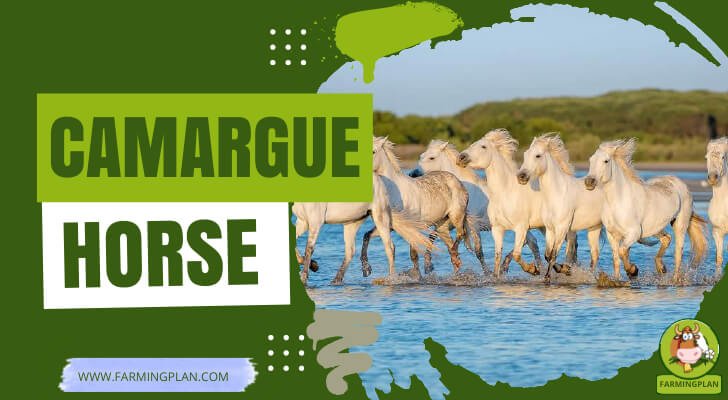 Camargue Horse