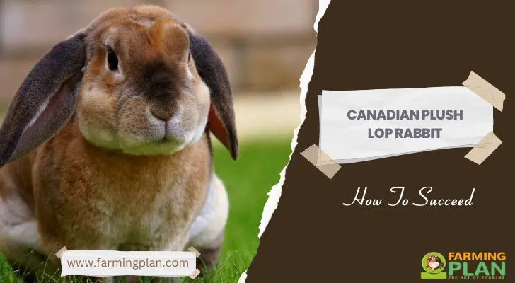 Canadian Plush Lop Rabbit