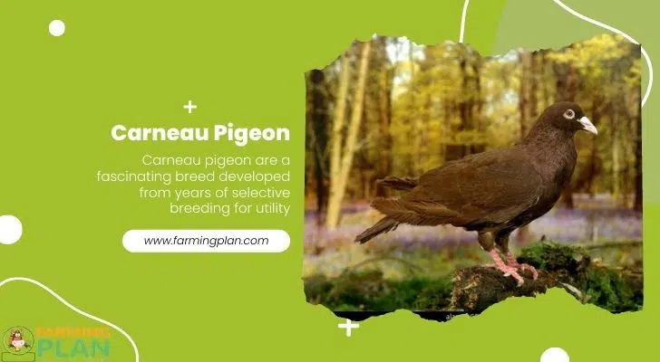 Carneau-Pigeon