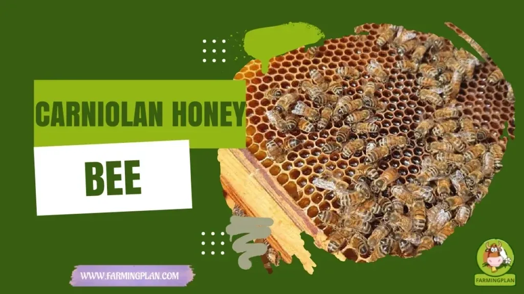 Carniolan Honey Bee characteristics, agricultural utility and breed care guide