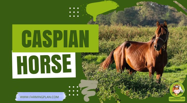 Caspian Horse