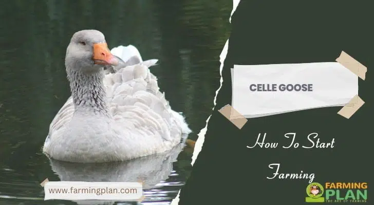 Celle Goose