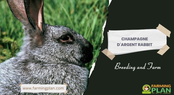 Champagne d'Argent Rabbit