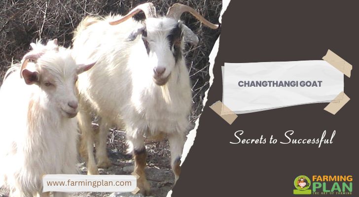 Changthangi Goat