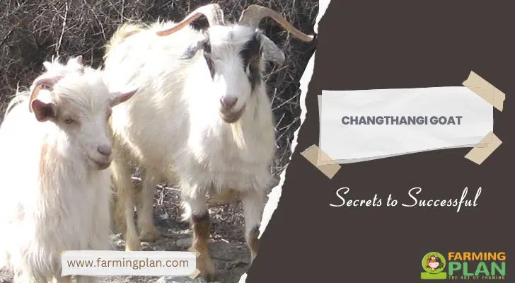 Changthangi Goat