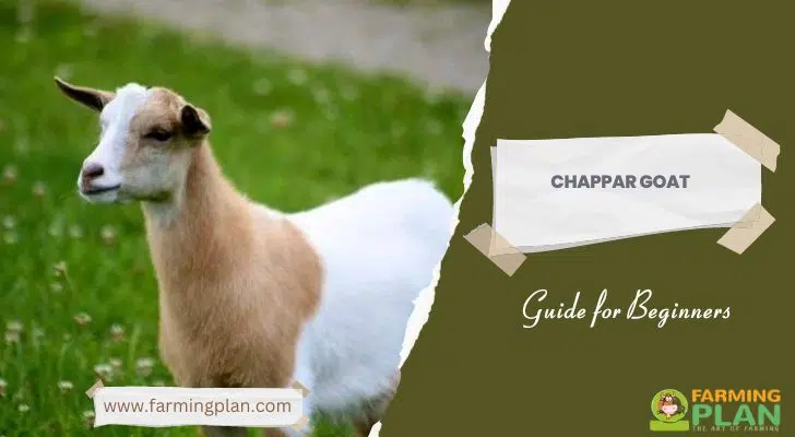 Chappar Goat