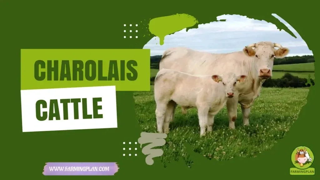 Charolais Cattle characteristics, agricultural utility and breed care guide