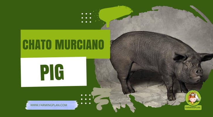 Chato Murciano Pig
