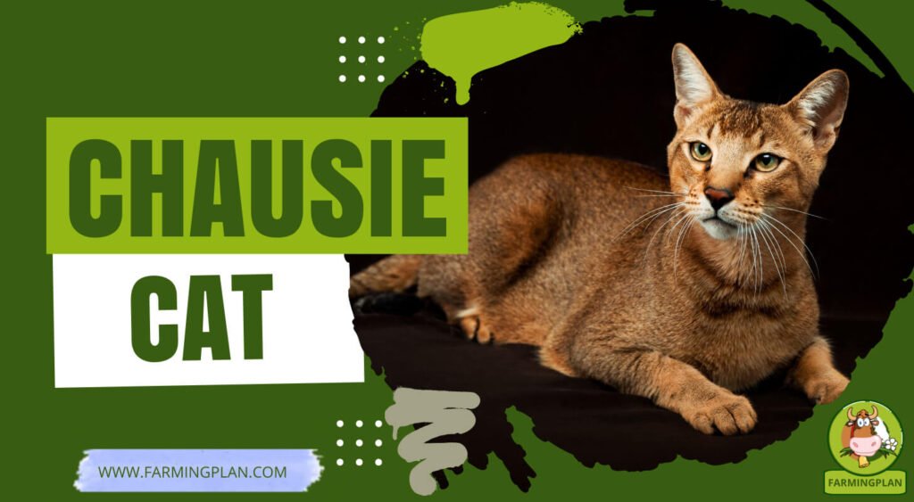 Chausie Cat