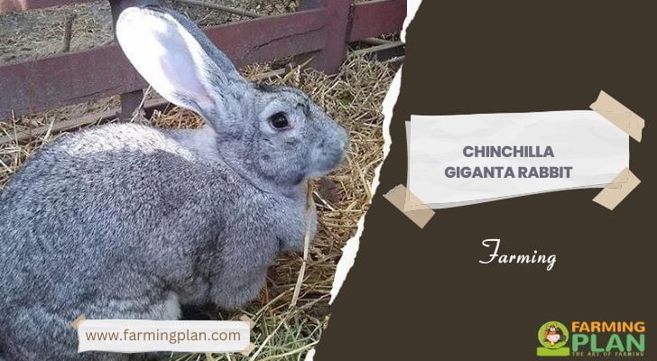 Chinchilla Giganta Rabbit