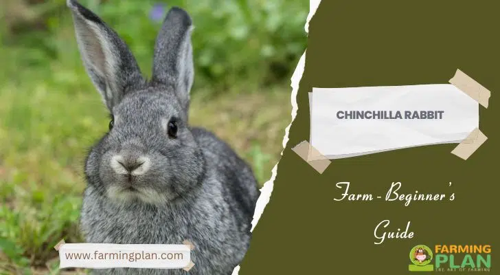 Chinchilla-Rabbit