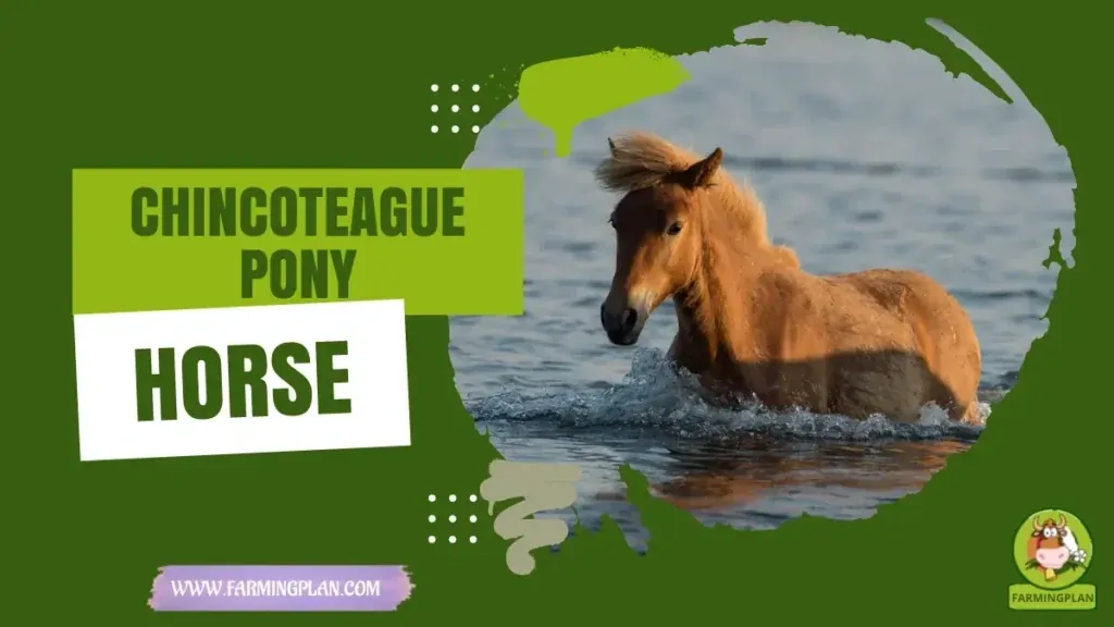 Chincoteague Pony Horse characteristics, agricultural utility and breed care guide