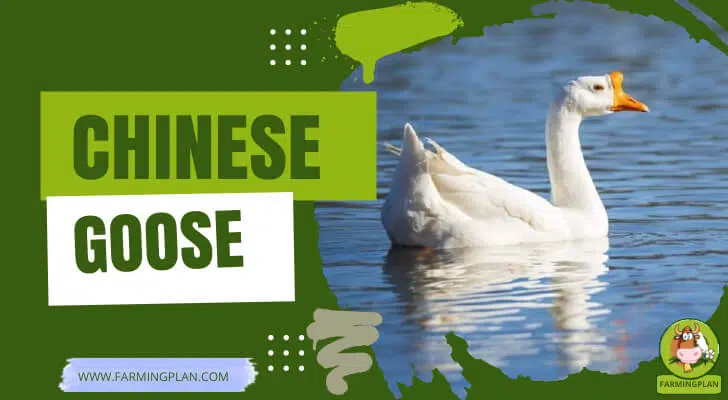 Chinese Goose