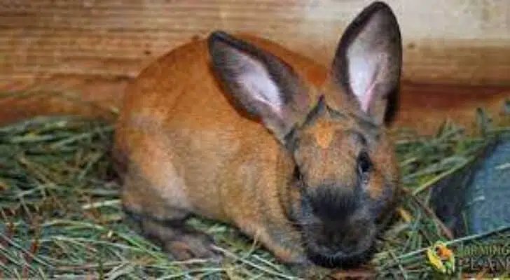 Cinnamon Rabbit