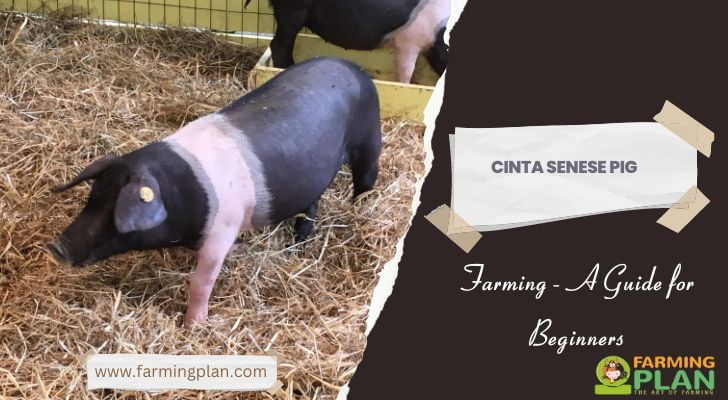 Cinta Senese Pig