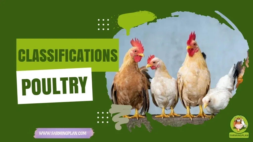 Classifications of Poultry characteristics, agricultural utility and breed care guide