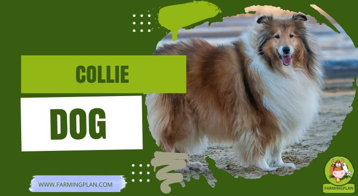 Collie