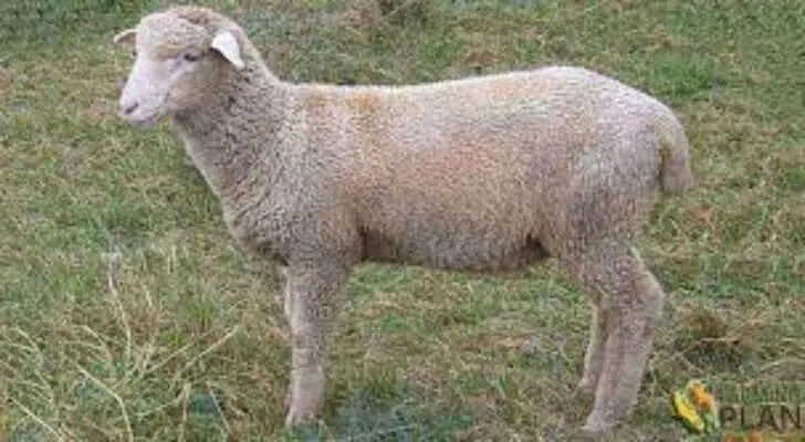 Columbia Sheep