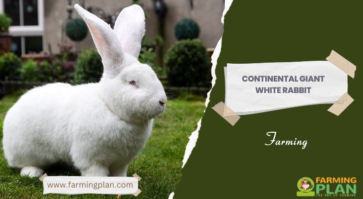 Continental Giant White Rabbit