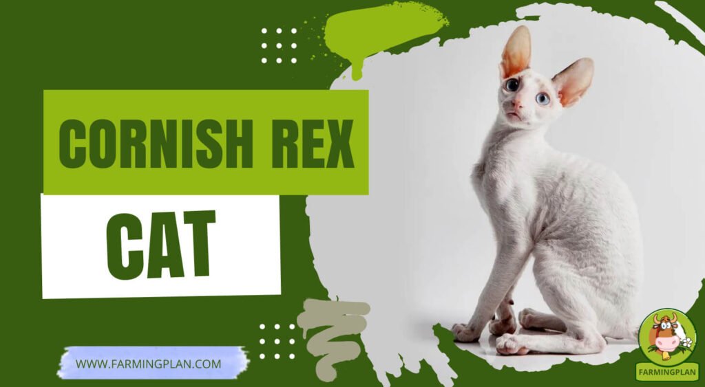 Cornish Rex Cats