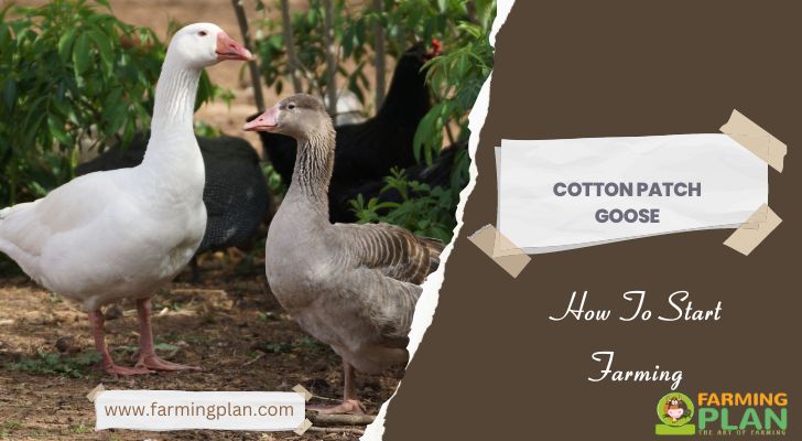 Cotton Patch Goose