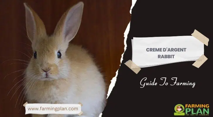 creme dargent rabbit