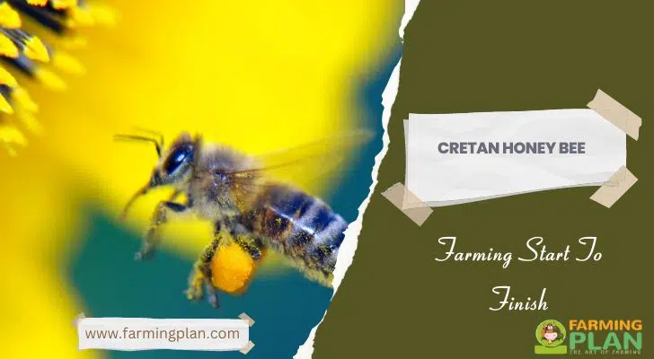 Cretan Honey Bee