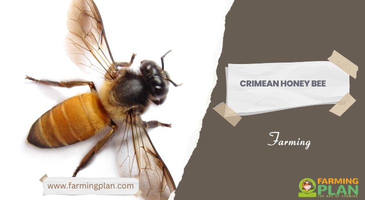 Crimean Honey Bee