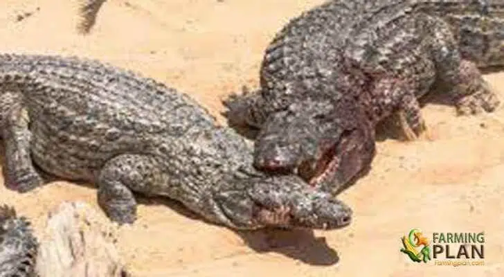 Crocodile Farming in Kenya