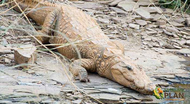 Crocodile Farming in Pakistan