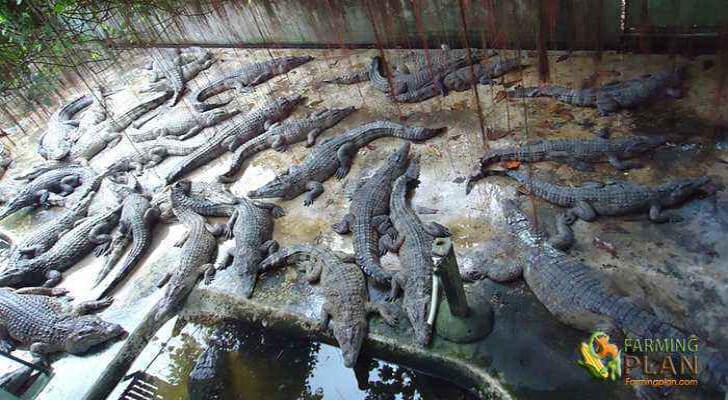 Crocodile Farming in Philippines