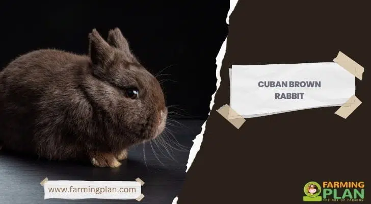 Cuban-Brown-Rabbit