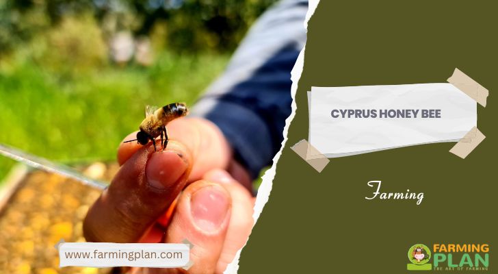 Cyprus Honey Bee