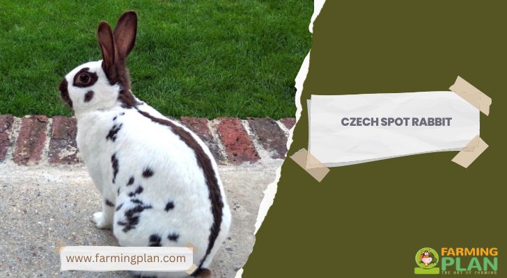 Czech Spot Rabbit