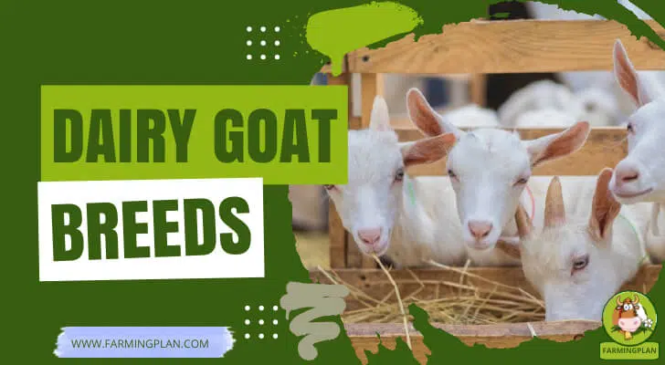 Dairy Goat Breeds