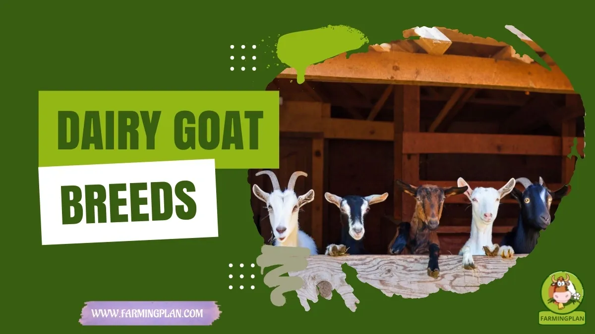 Dairy Goat Breeds characteristics, agricultural utility and breed care guide
