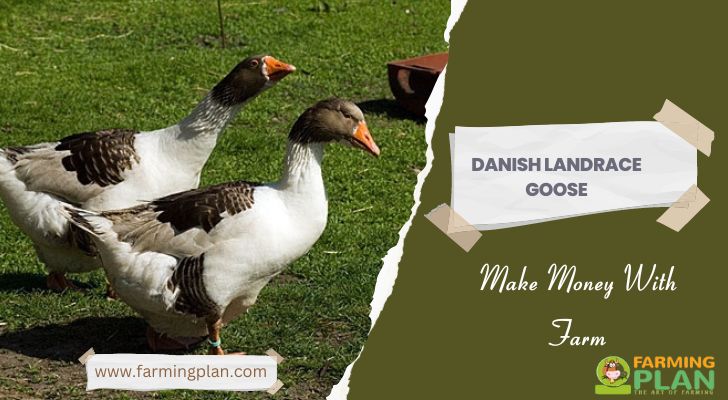 Danish Landrace Goose