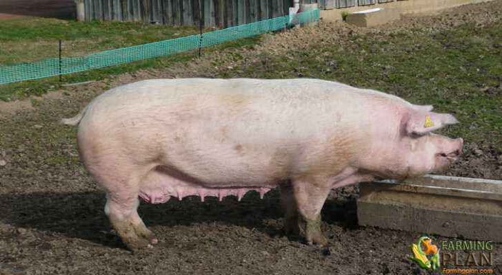 Danish Landrace Pig