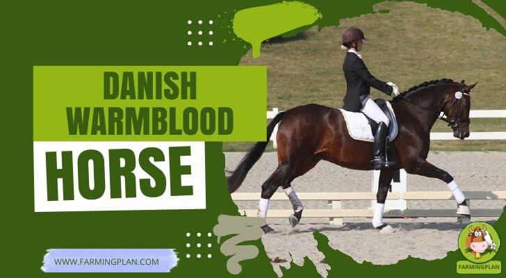 Danish Warmblood Horse