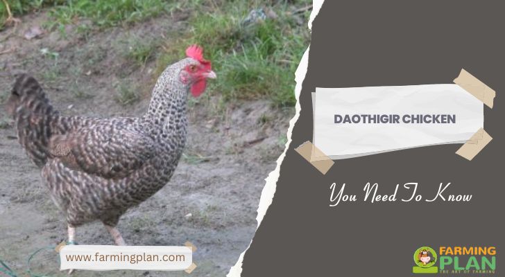 Daothigir Chicken