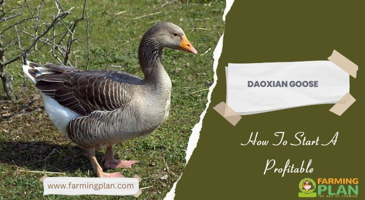 Daoxian Goose