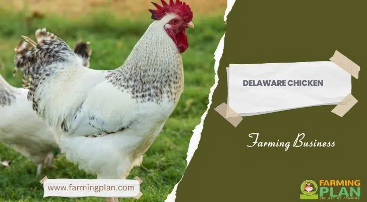 Delaware Chicken