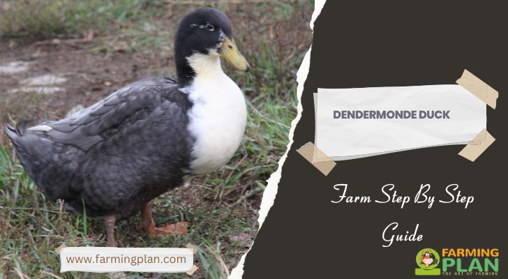 Dendermonde Duck