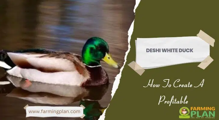 Deshi White Duck